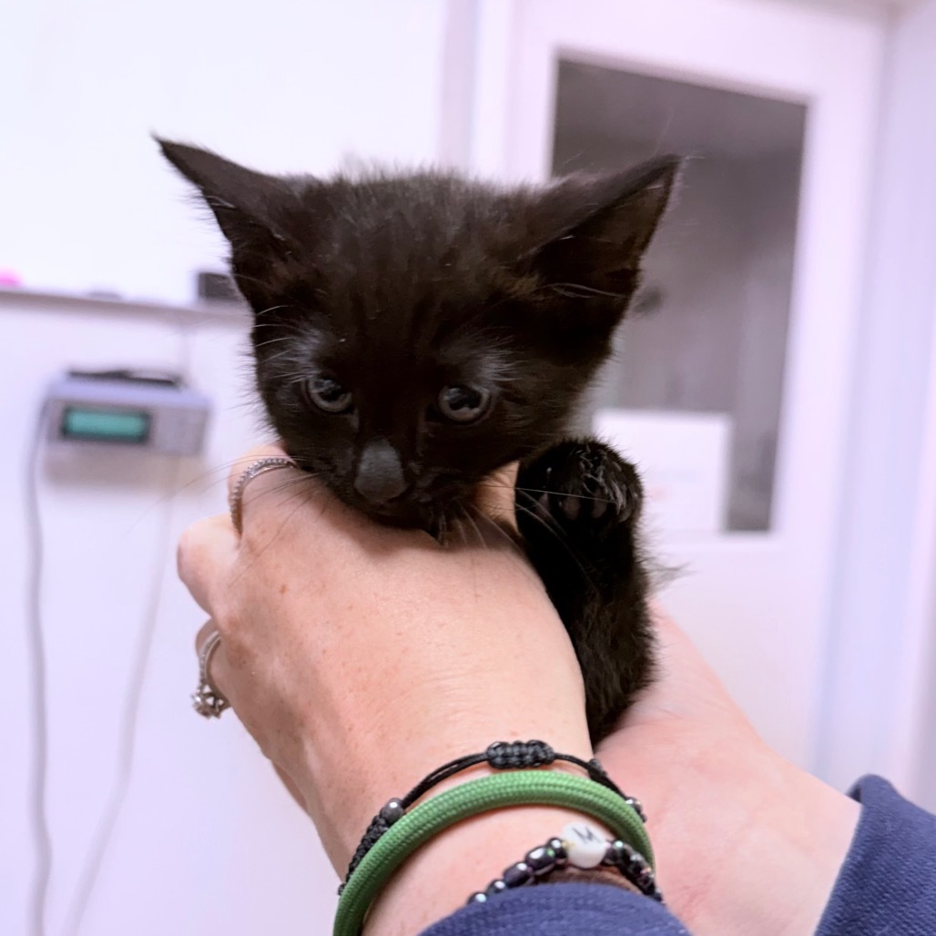 Zero, an adoptable Domestic Short Hair in Great Falls, MT, 59404 | Photo Image 2