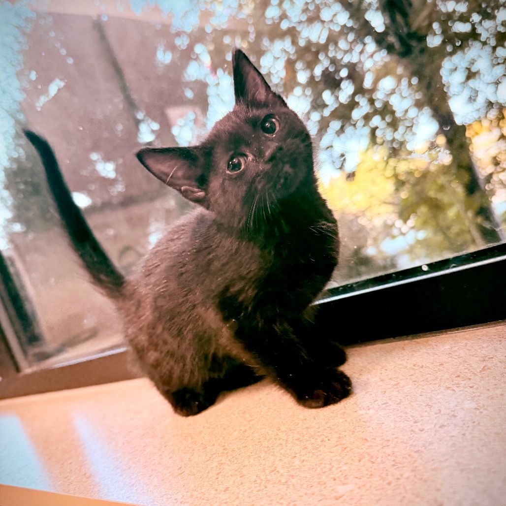 Zero, an adoptable Domestic Short Hair in Great Falls, MT, 59404 | Photo Image 3