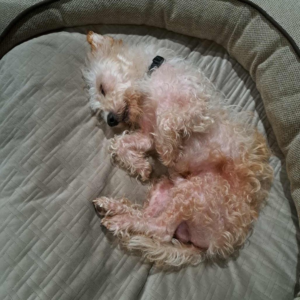 Coco
