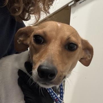 Tinkerbell thumbnail 2