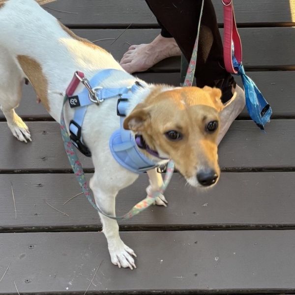 Tinkerbell thumbnail 3