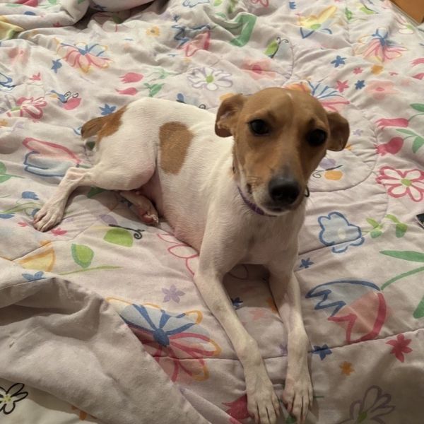 Tinkerbell thumbnail 4