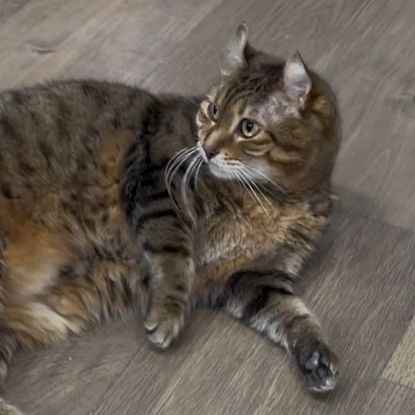 Koda Razo thumbnail 4