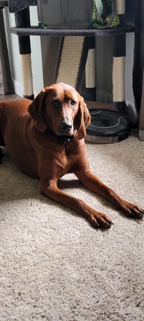 Buddy