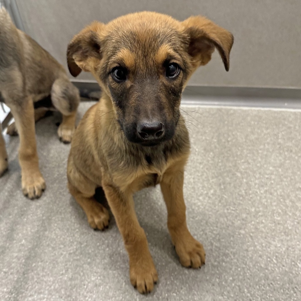 Ugg, an adoptable Mixed Breed in Hailey, ID, 83333 | Photo Image 1