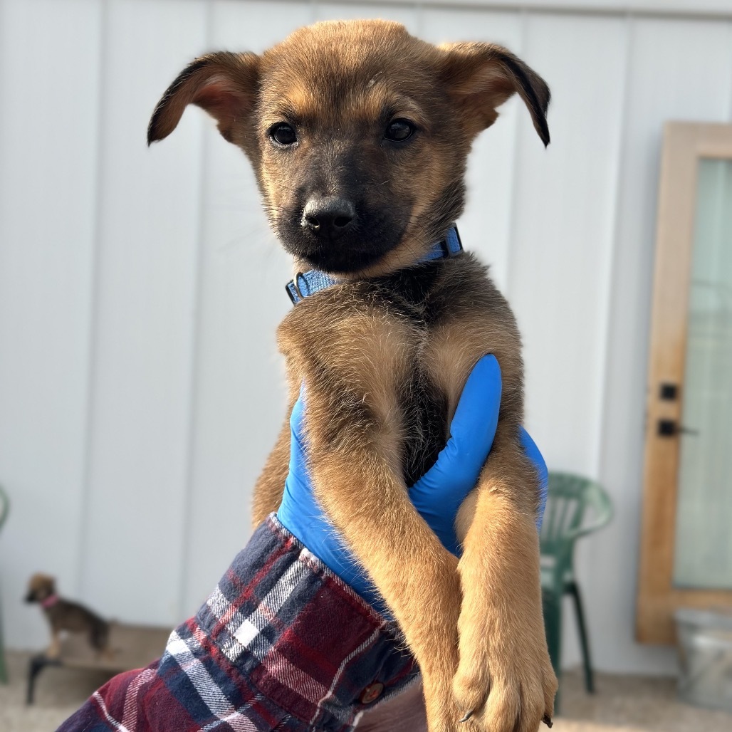 Ugg, an adoptable Mixed Breed in Hailey, ID, 83333 | Photo Image 2