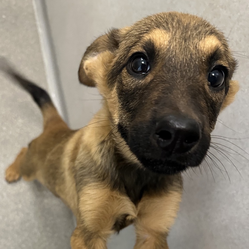 Ugg, an adoptable Mixed Breed in Hailey, ID, 83333 | Photo Image 3