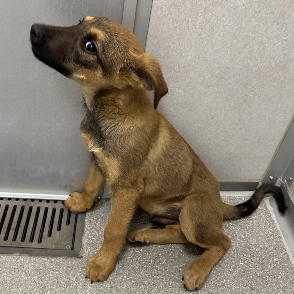 Ugg, an adoptable Mixed Breed in Hailey, ID, 83333 | Photo Image 4