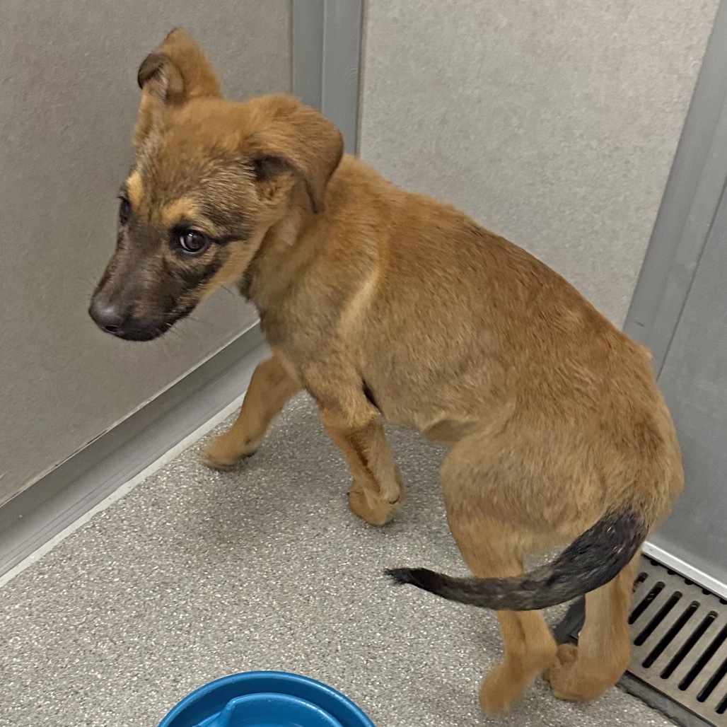 Ugg, an adoptable Mixed Breed in Hailey, ID, 83333 | Photo Image 5