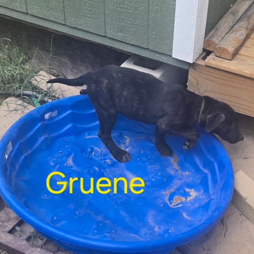Gruene LiW