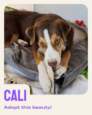 Cali