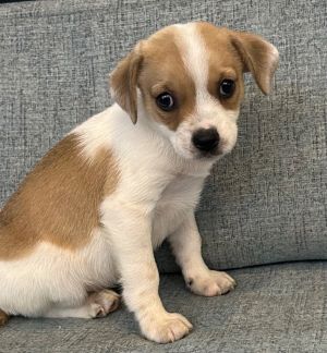 Obi