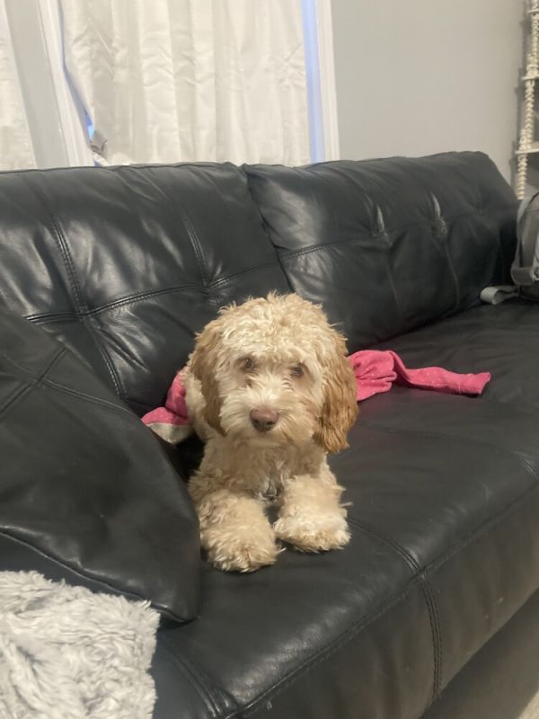 Coco