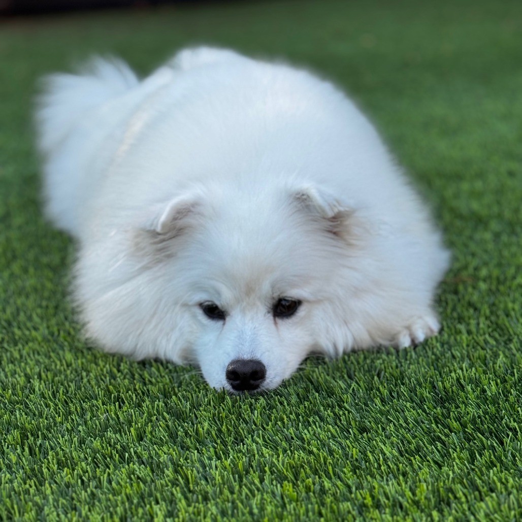 SHASTA, an adoptable Samoyed, Mixed Breed in Point Richmond, CA, 94801 | Photo Image 1