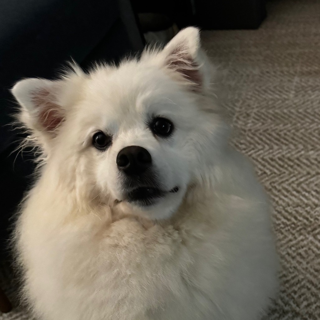 SHASTA, an adoptable Samoyed, Mixed Breed in Point Richmond, CA, 94801 | Photo Image 2