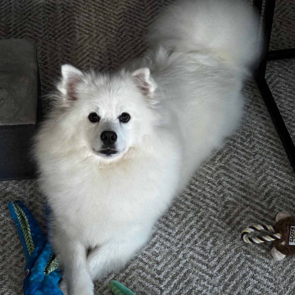 SHASTA, an adoptable Samoyed, Mixed Breed in Point Richmond, CA, 94801 | Photo Image 3