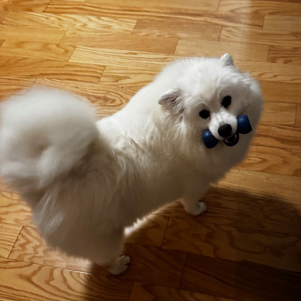 SHASTA, an adoptable Samoyed, Mixed Breed in Point Richmond, CA, 94801 | Photo Image 4