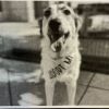 ODIN