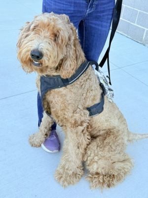Doodle Poodle