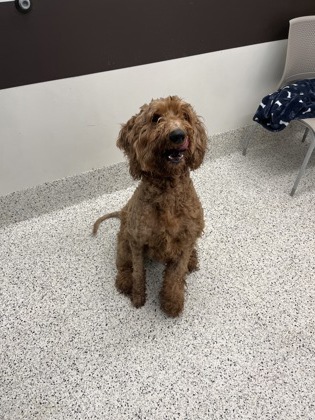Doodle Poodle