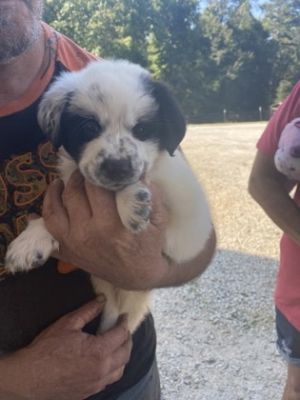 Zorro