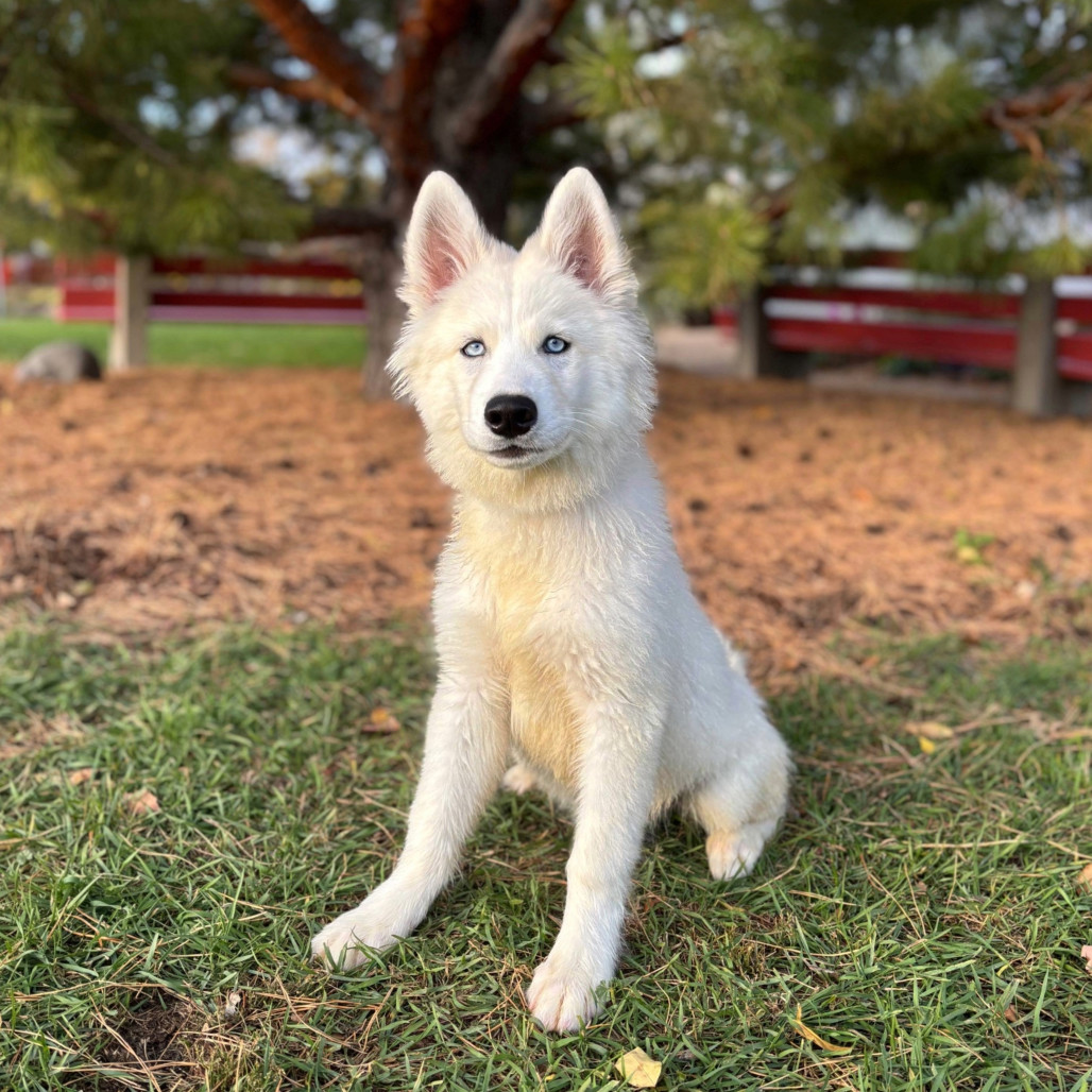 Colsen--In Foster***ADOPTION PENDING***, an adoptable Husky, Samoyed in Fargo, ND, 58102 | Photo Image 1