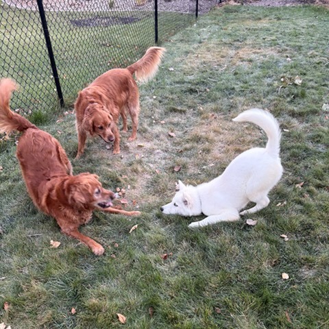Colsen--In Foster***ADOPTION PENDING***, an adoptable Husky, Samoyed in Fargo, ND, 58102 | Photo Image 2