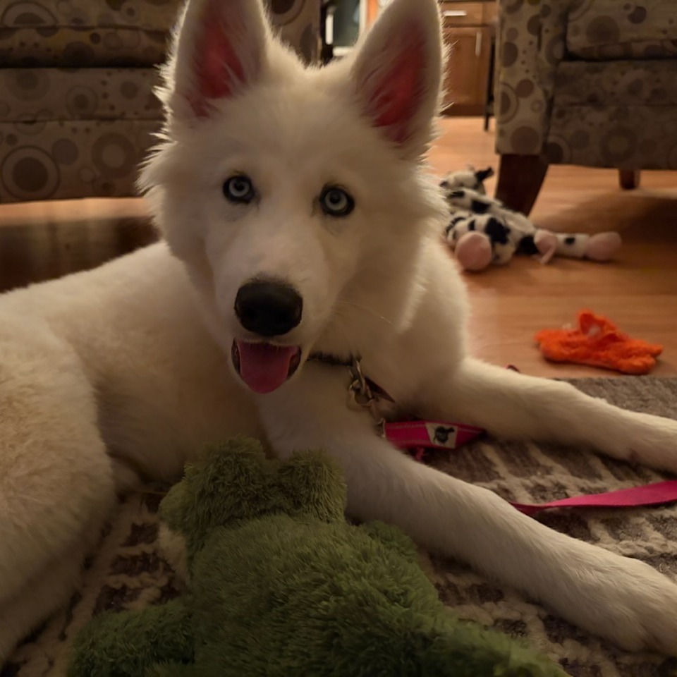 Colsen--In Foster***ADOPTION PENDING***, an adoptable Husky, Samoyed in Fargo, ND, 58102 | Photo Image 3