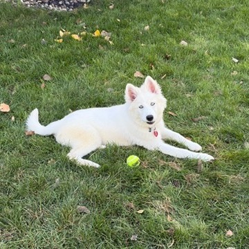 Colsen--In Foster***ADOPTION PENDING***, an adoptable Husky, Samoyed in Fargo, ND, 58102 | Photo Image 4