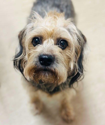Brother (Benji)
