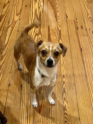 Buddy aka travis