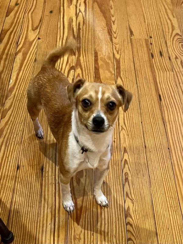 Buddy aka travis