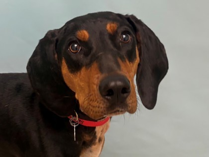 Shiloh