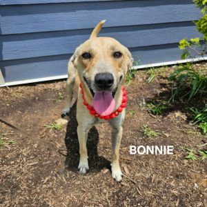 Bonnie