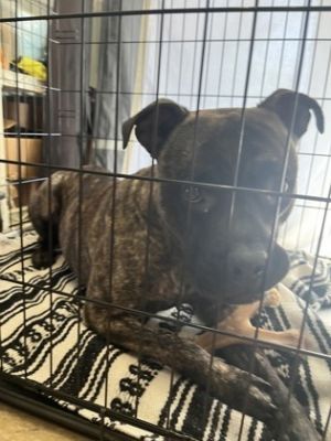 Papa - adopted!