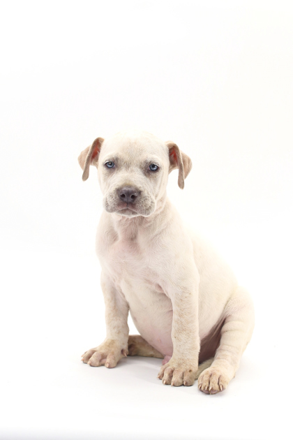 Alistair thumbnail 3