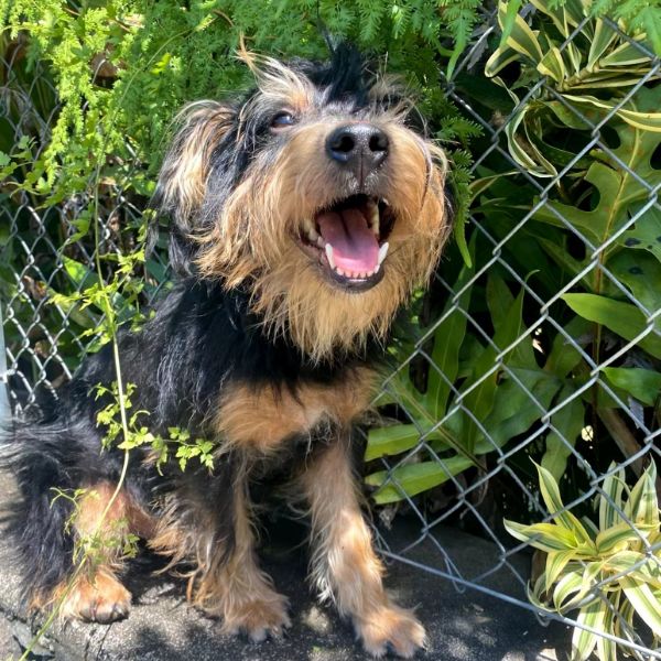 Winston (AIR-Stray-12436)