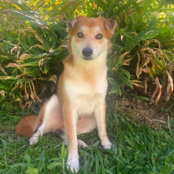 Ringo (R2) (AIR-Stray-12439)