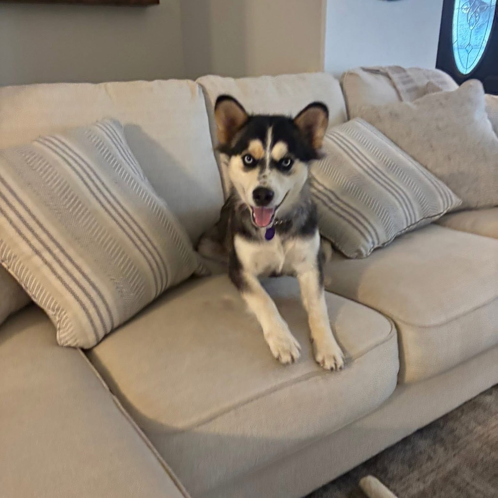 Ophelia, an adoptable Husky in Bismarck, ND, 58507 | Photo Image 1