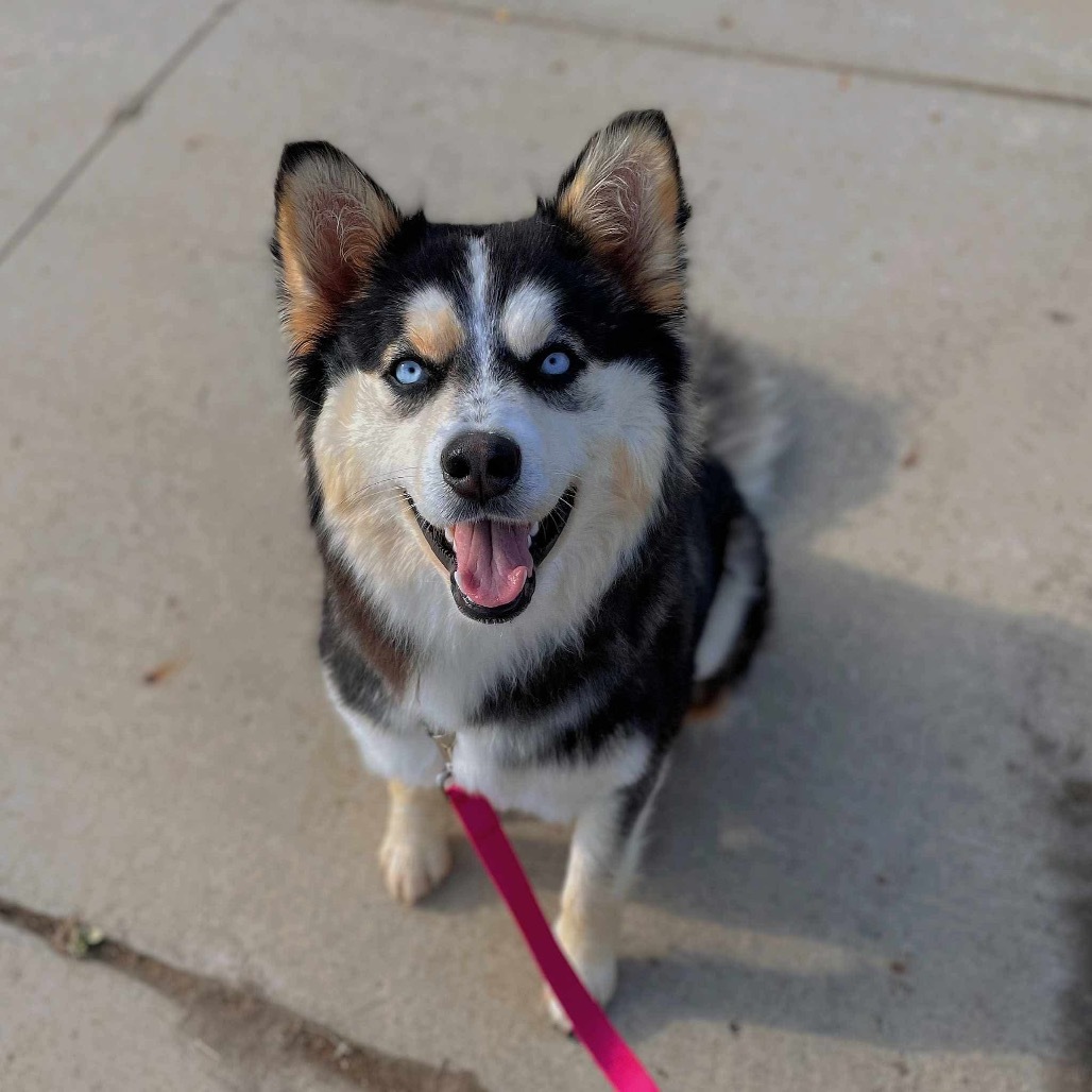 Ophelia, an adoptable Husky in Bismarck, ND, 58507 | Photo Image 2