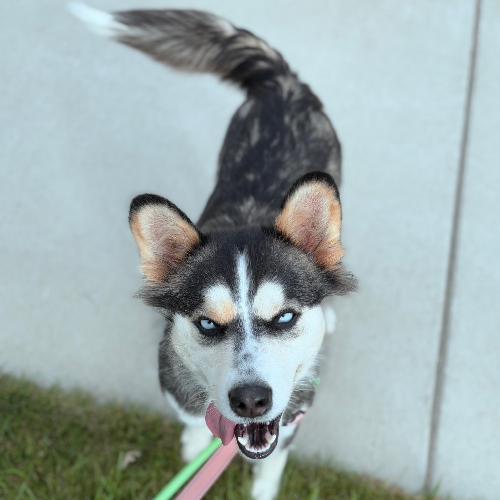 Ophelia, an adoptable Husky in Bismarck, ND, 58507 | Photo Image 3