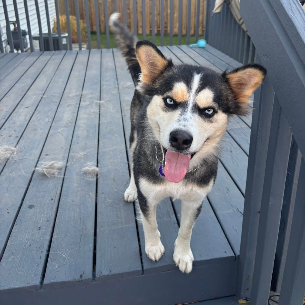 Ophelia, an adoptable Husky in Bismarck, ND, 58507 | Photo Image 4