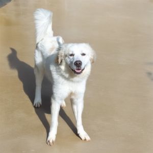AL