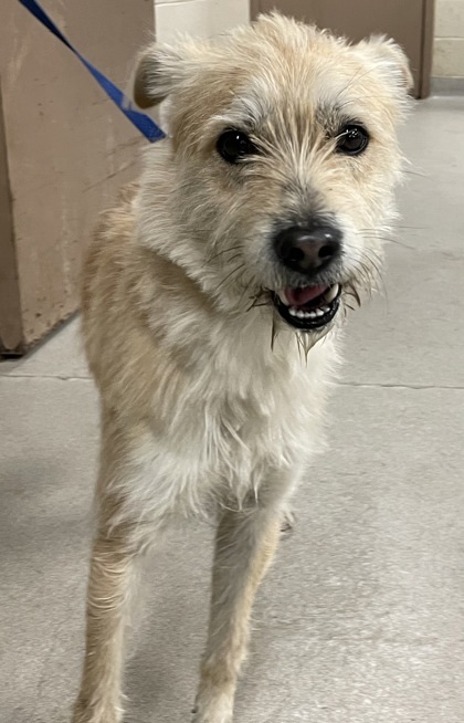 Scrappy Sam