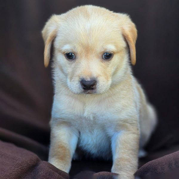 Royal Pup - Albert