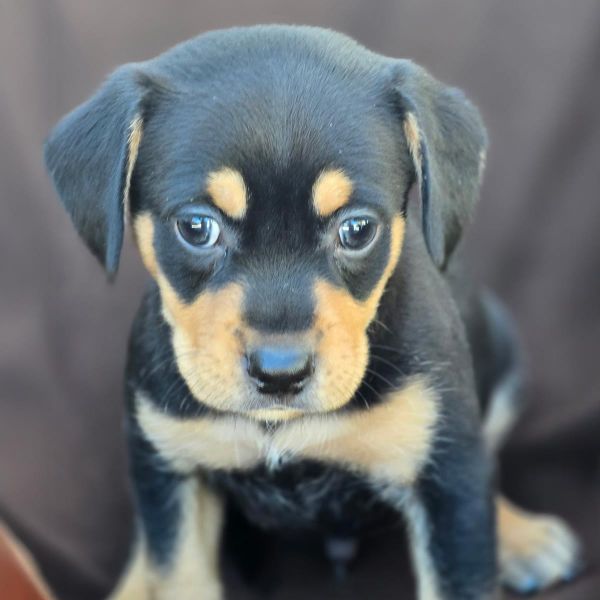 Royal Pup - Antony