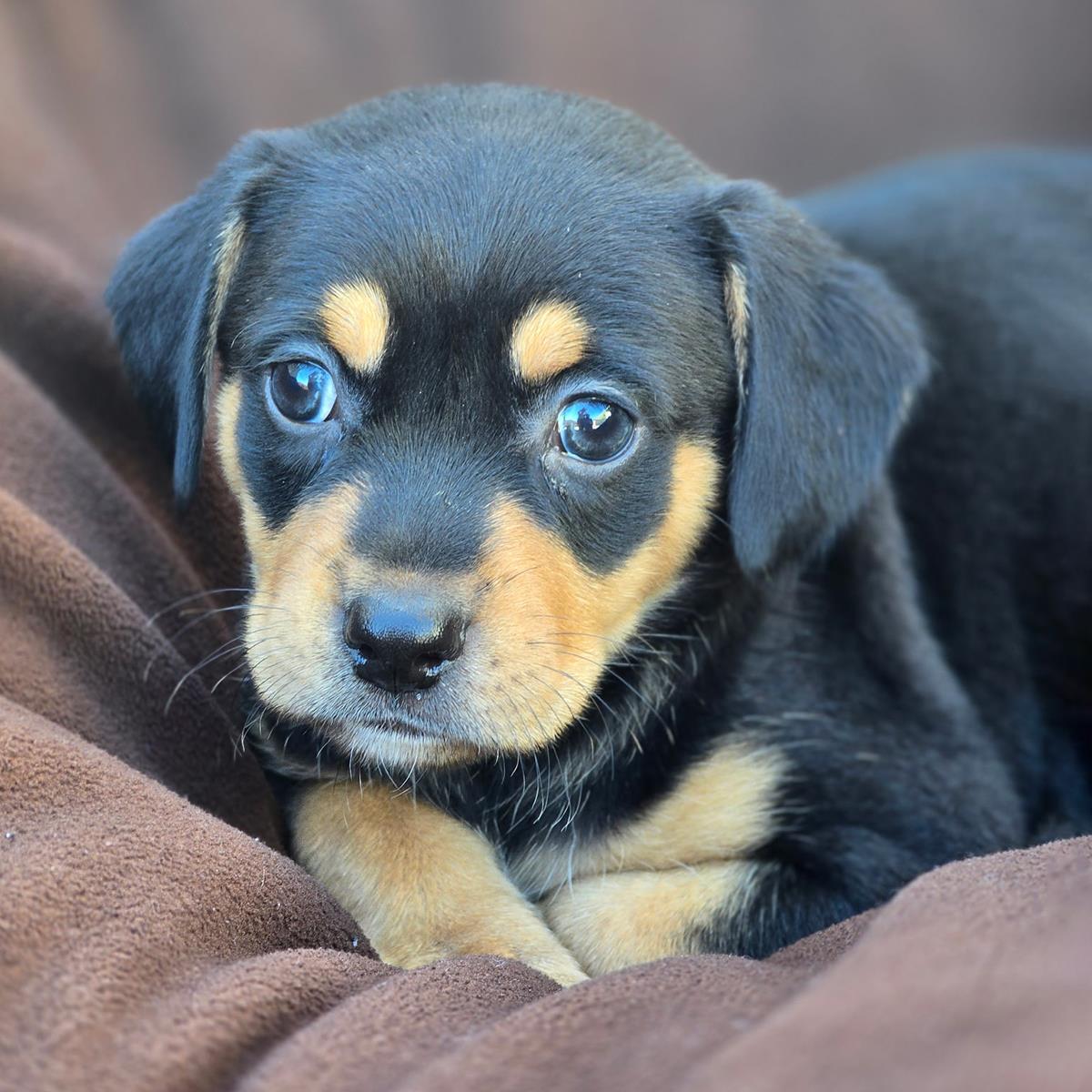 Royal Pup - Antony - Adopted!