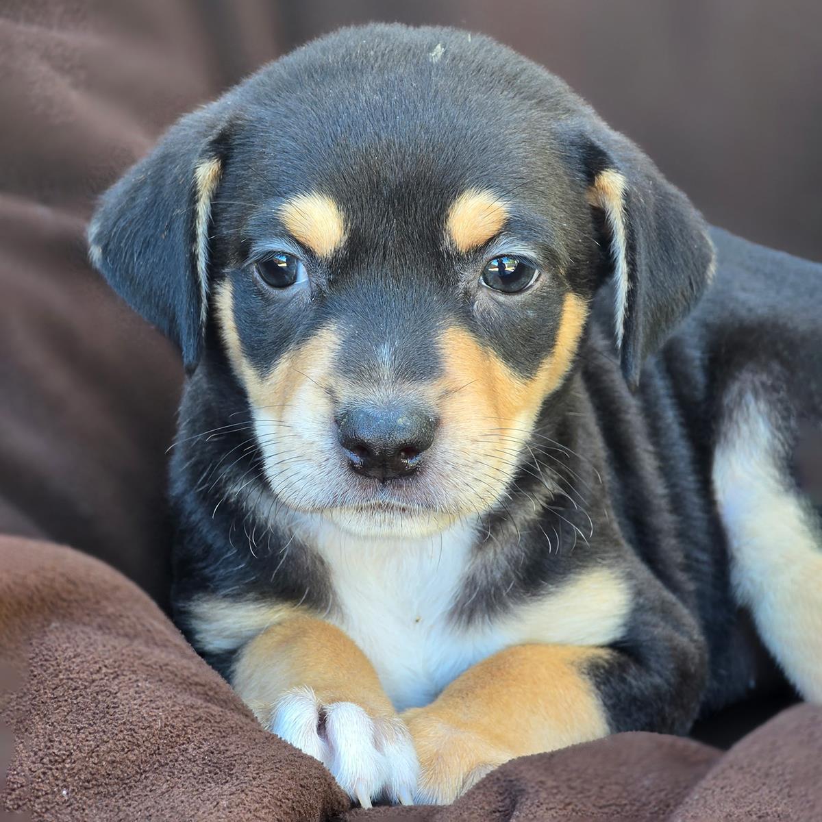 Royal Pup - Catherine