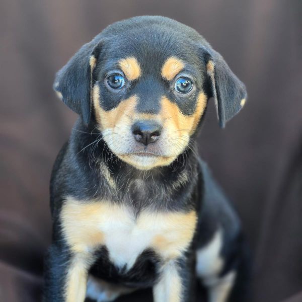 Royal Pup - Diana