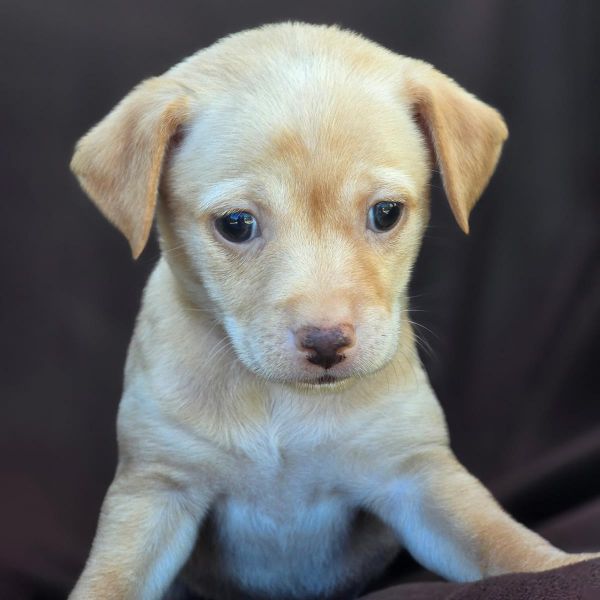 Royal Pup - Elizabeth
